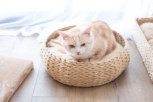 Petpals, Cozy Nest Natural Aesthetic, Handwoven, Sustainable, Eco-Friendly Pet Bed