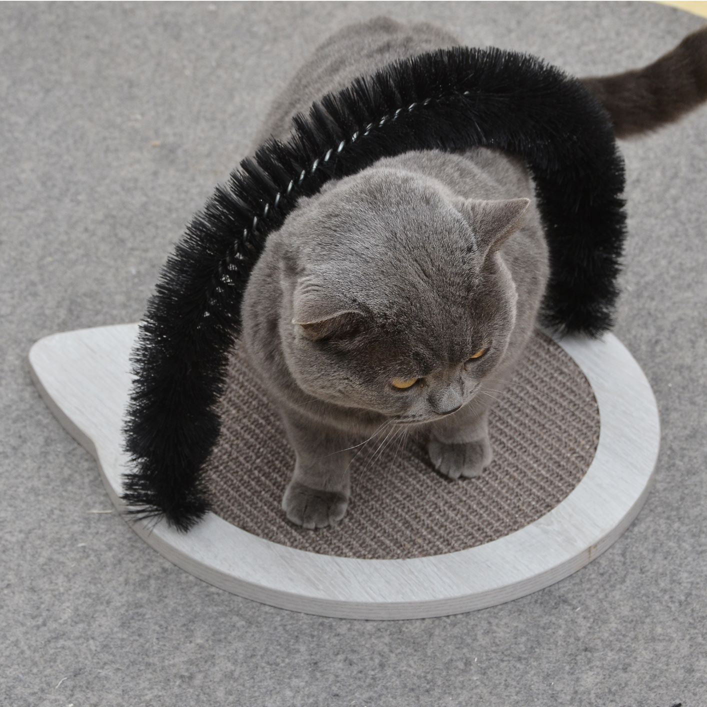 PetPals Minimalist Design of Cat Scratching Pad with Arch Cat Groomer Hair Grooming Brush - Nifty, Medium