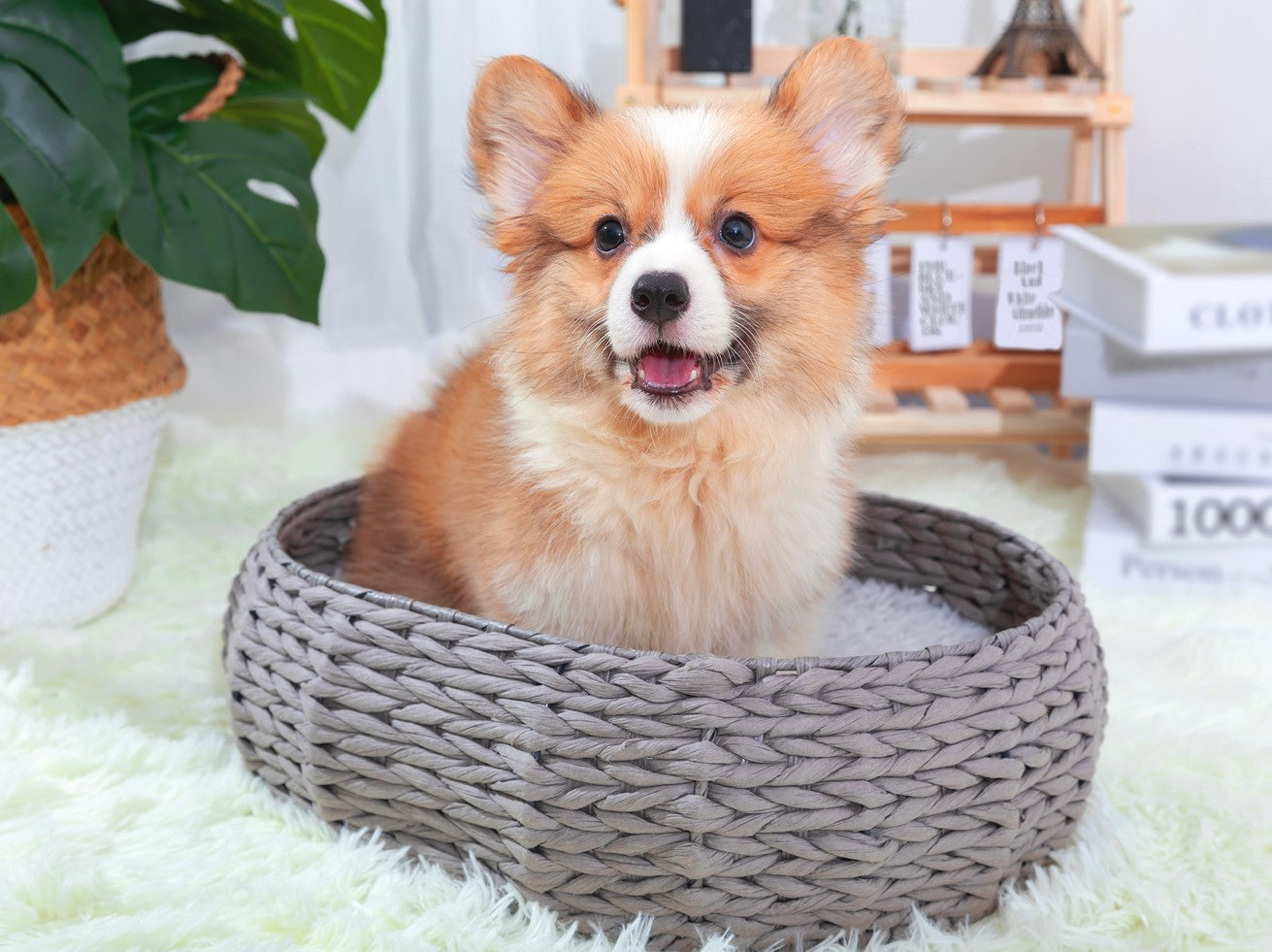 Petpals Buttercup Natural Aesthetic, Handwoven, Eco-Friendly Pet Bed