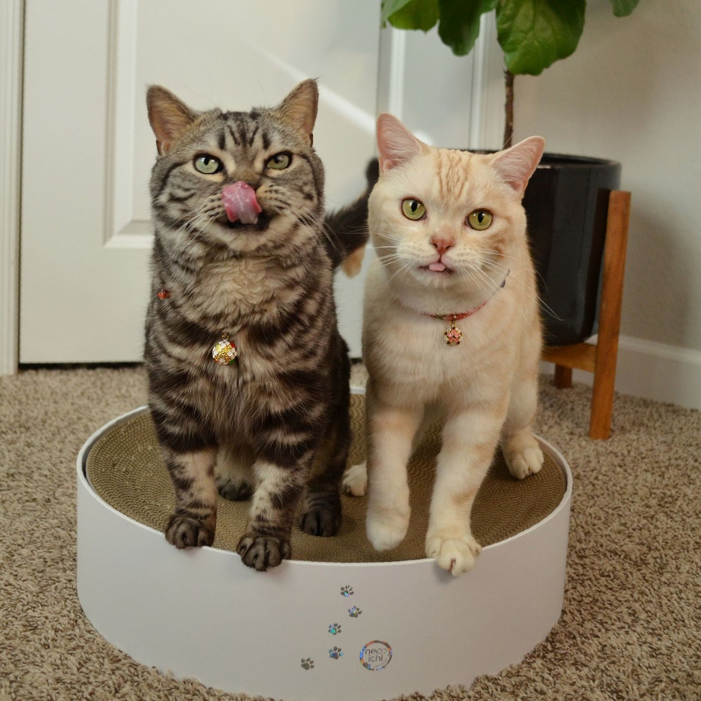 Cozy Cat Scratcher Bowl XL (Hologram White)