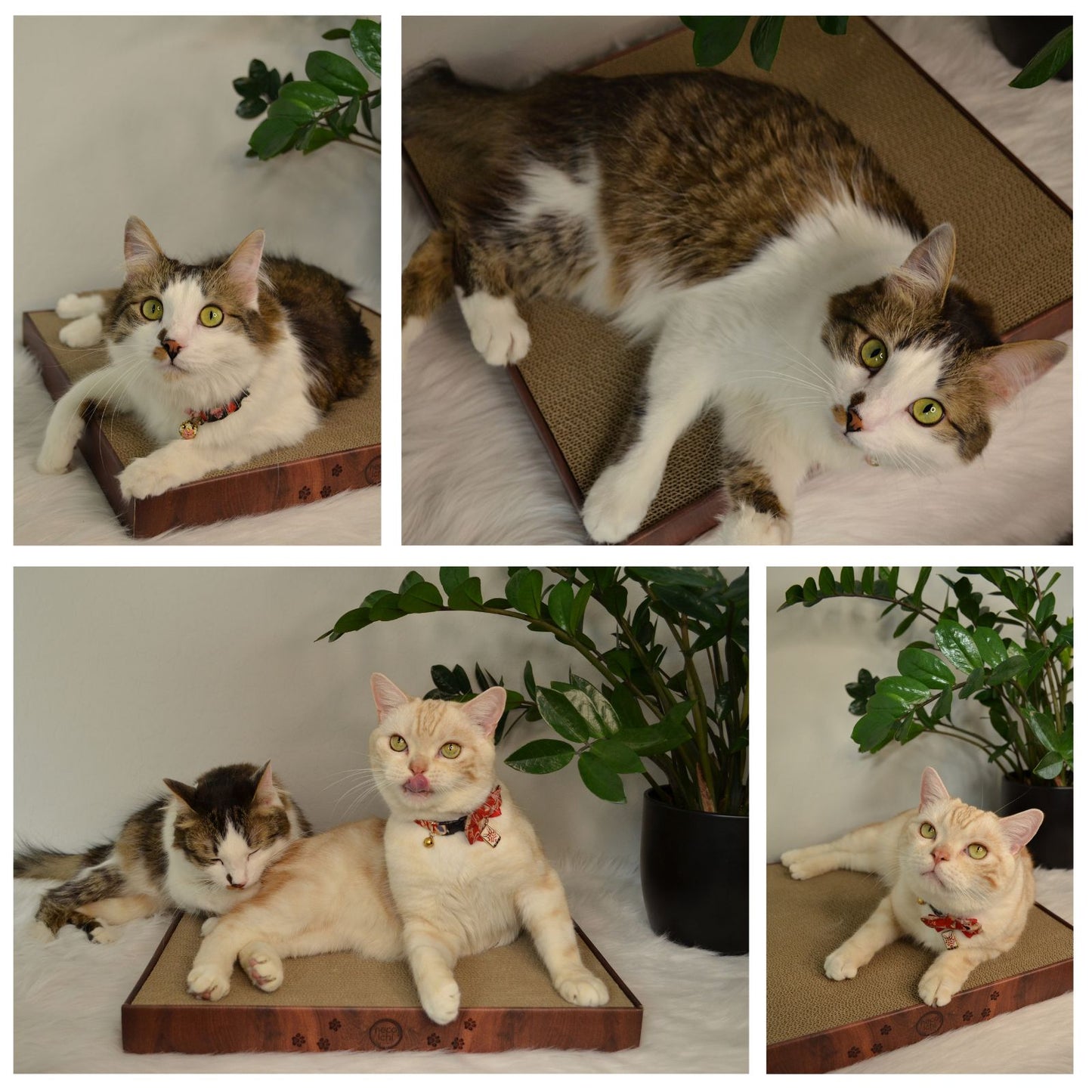 Premium High-density Cat Scratcher King (Dark Cherry)