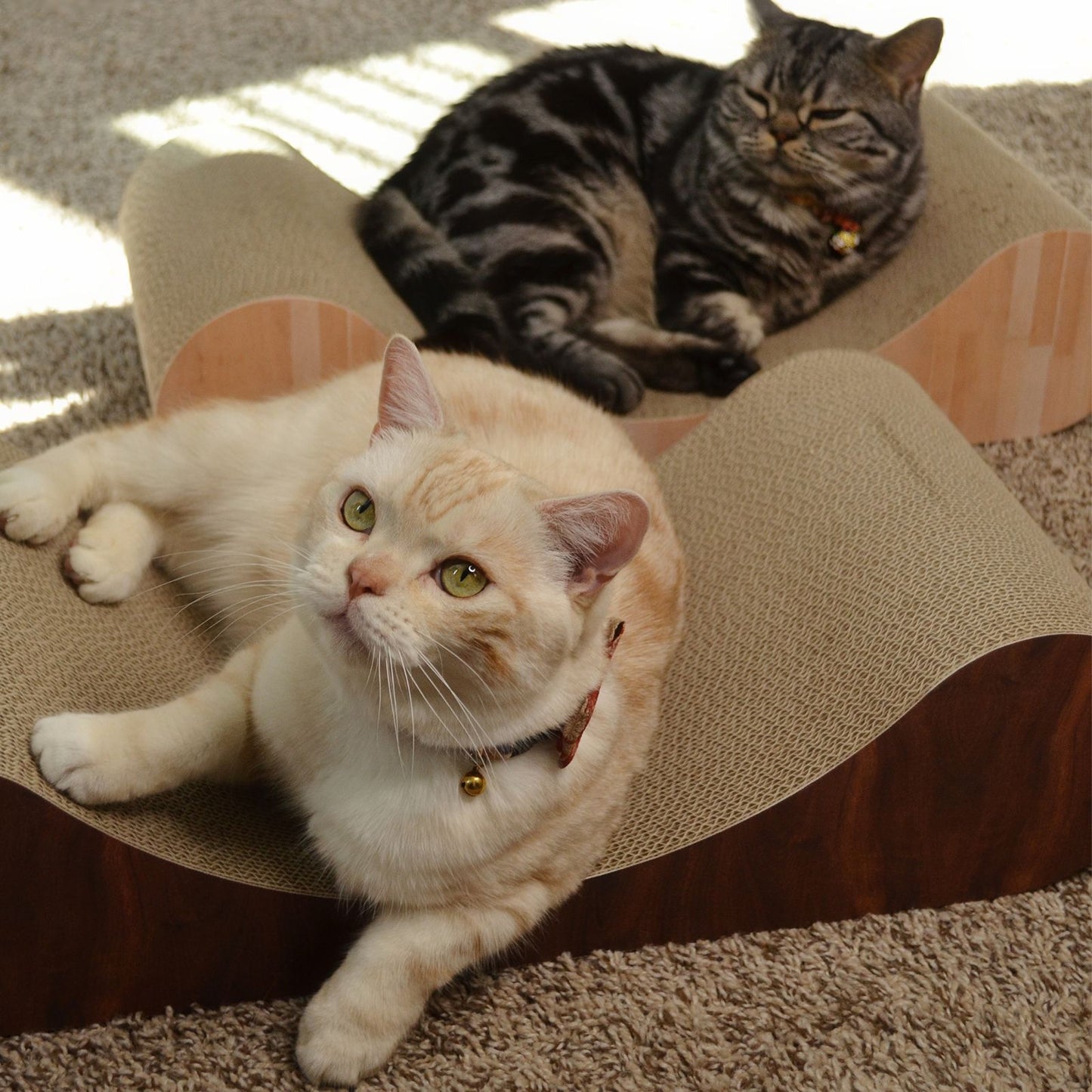 Premium Comfort Curved Cat Lounger Large (Dark Cherry)