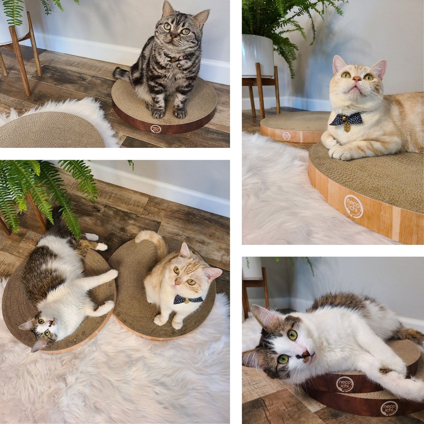 Cozy Cat Scratcher Bowl Replacement Pad (2 pack)