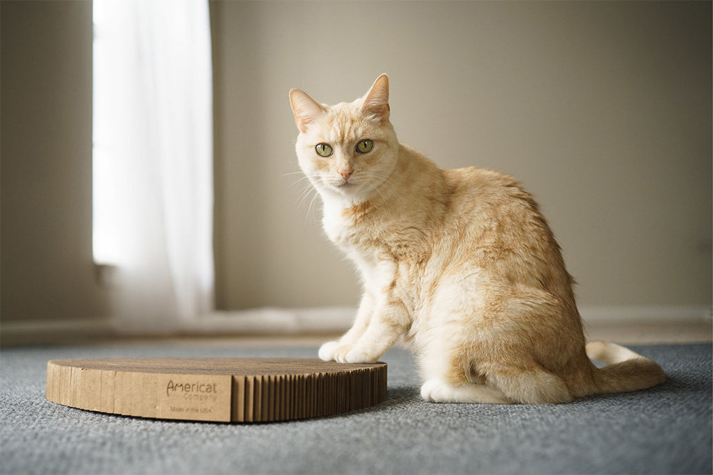 Cat Scratching Pad: Cornerstone Shape