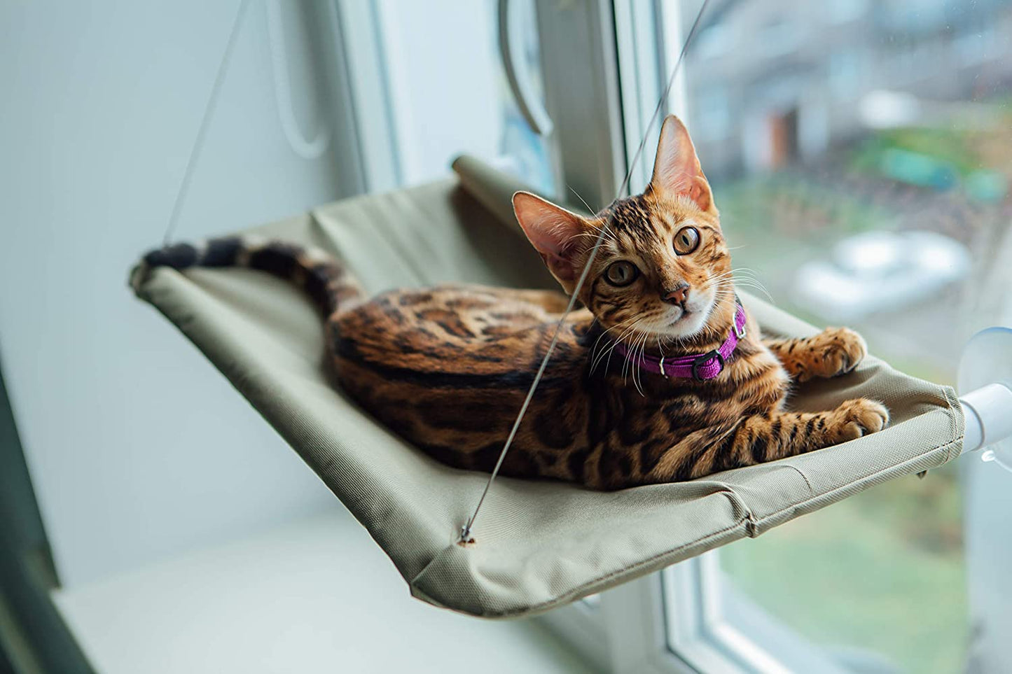 Window Bed