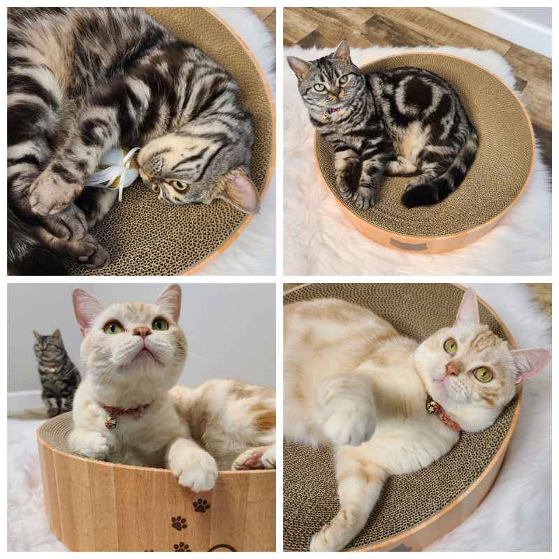 Cozy Cat Scratcher Bowl XL (Oak)