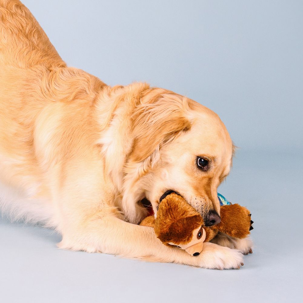 Makin' Waves Plush Dog Toy