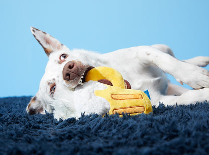 BARK Hair of the Dog