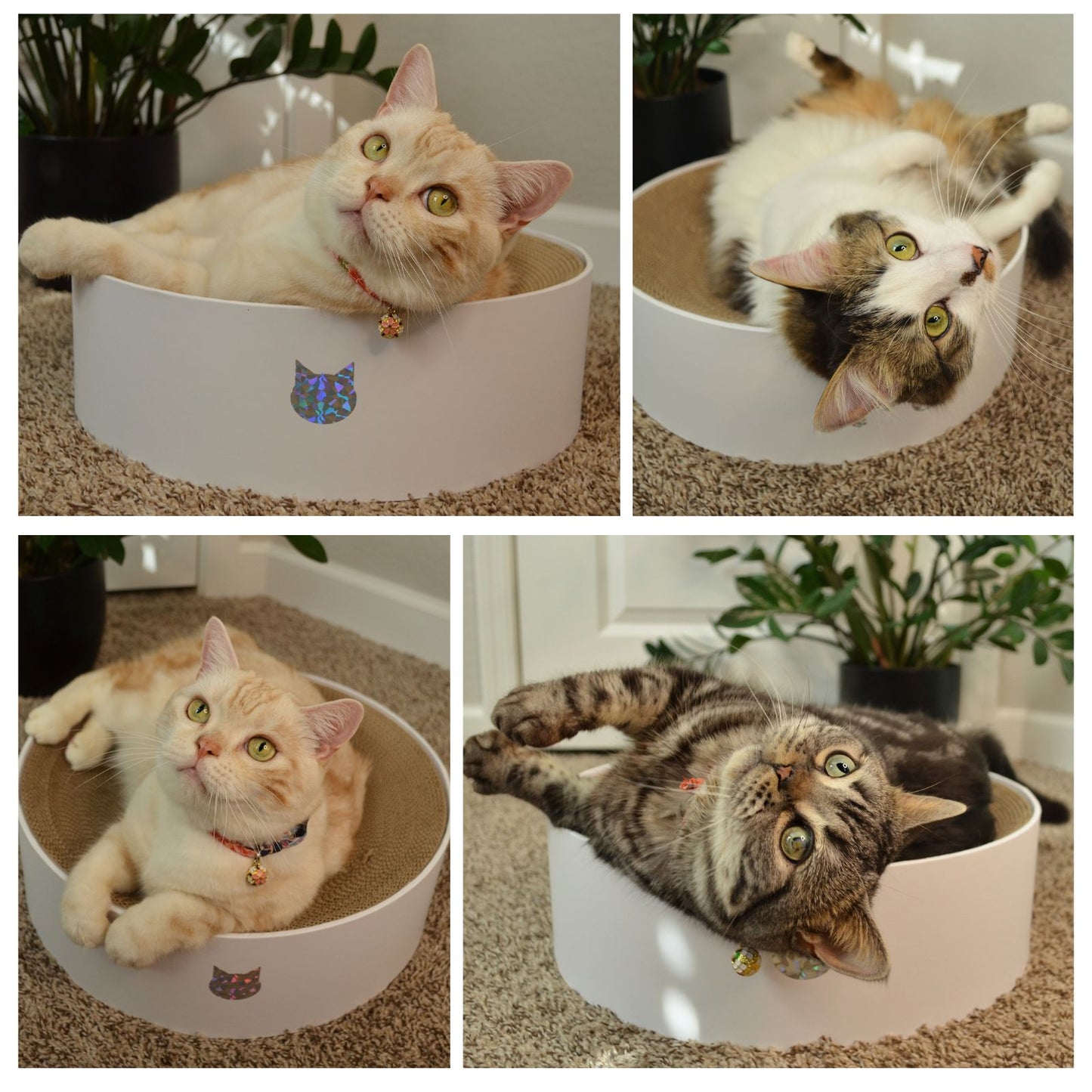 Cozy Cat Scratcher Bowl (Hologram White)