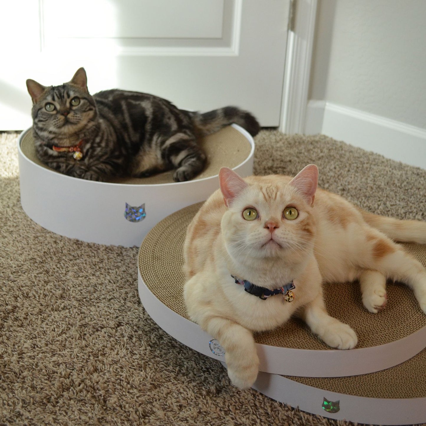 Cozy Cat Scratcher Bowl Replacement Pad XL (Hologram White, 2 pack)