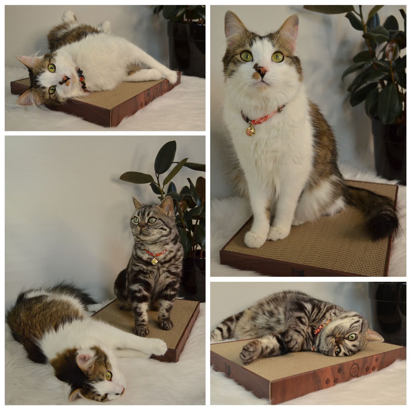 Premium High-density Cat Scratcher Wide (Dark Cherry)