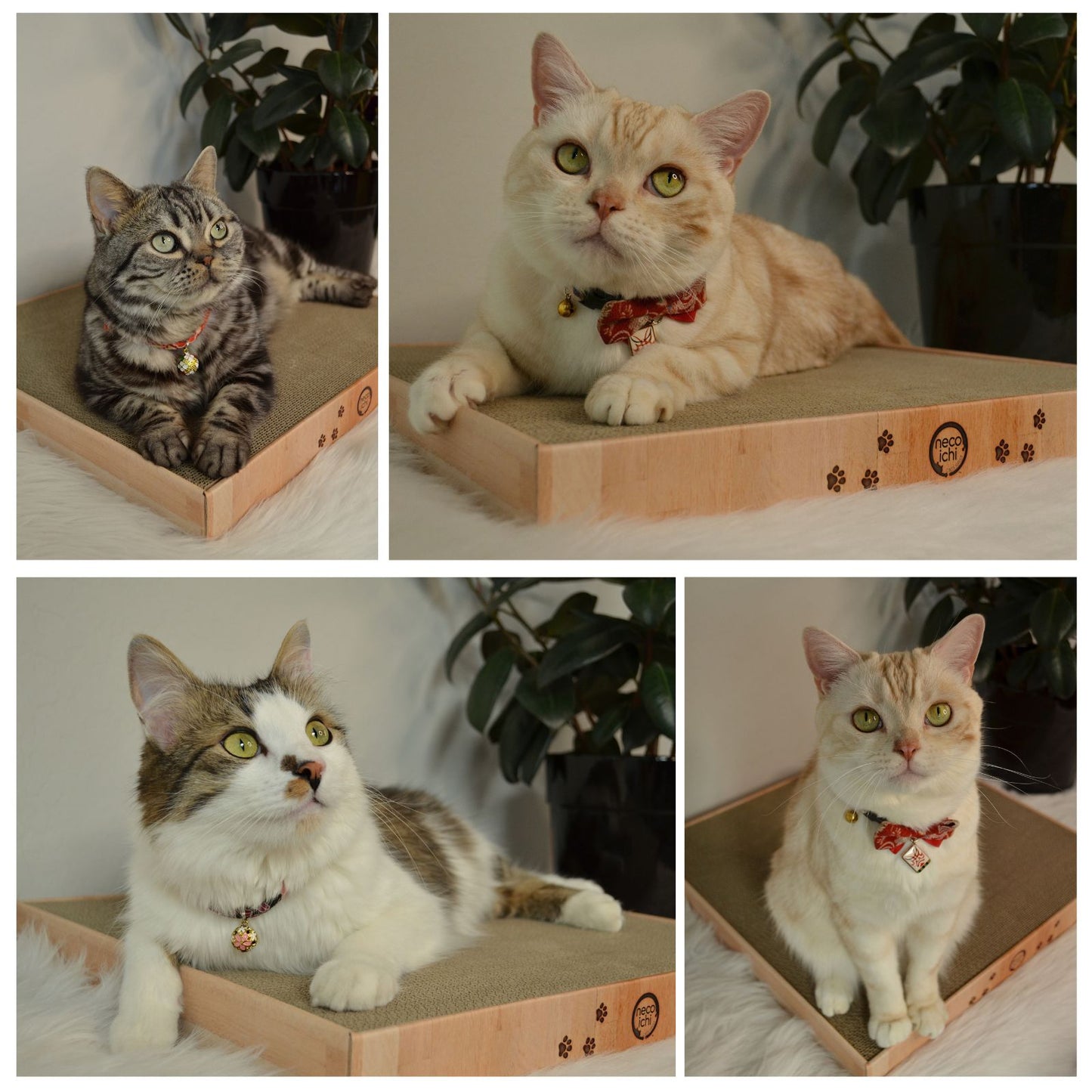 Premium High-density Cat Scratcher King (Oak)