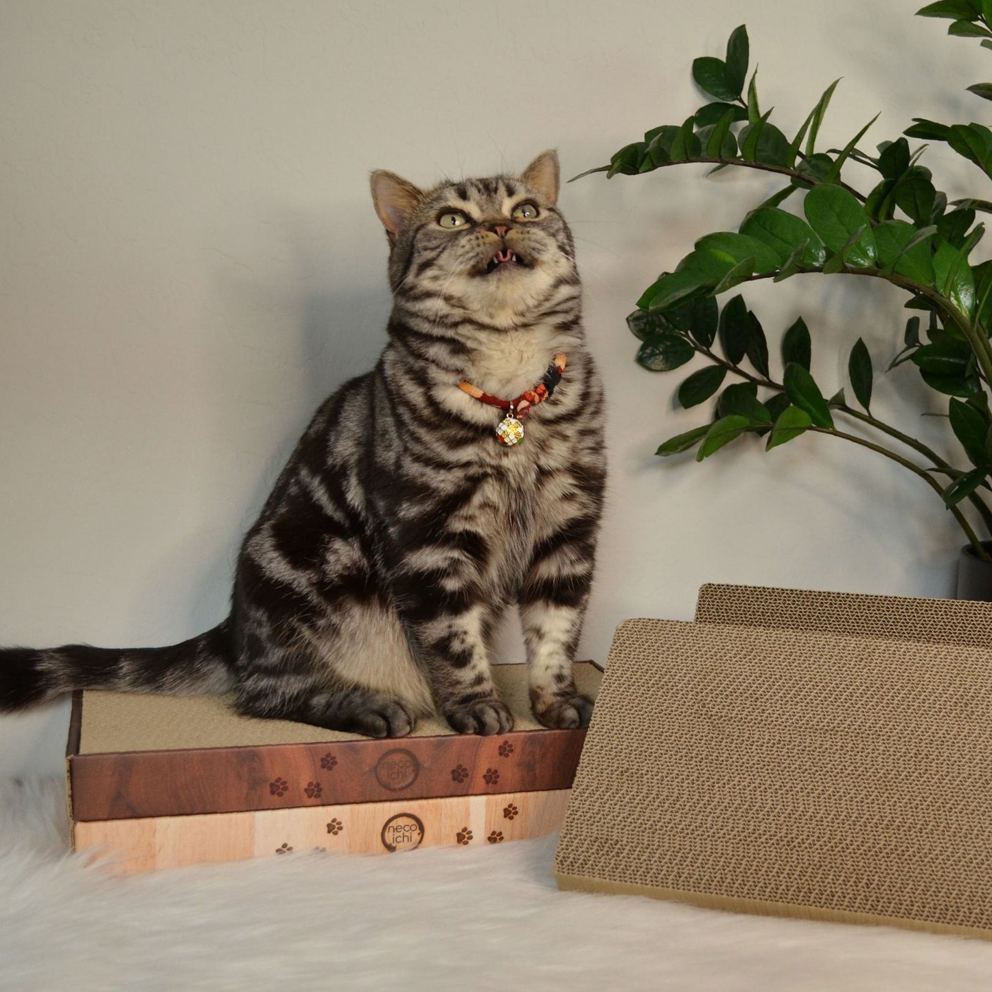 Premium High-density Cat Scratcher Replacement Pad (2 Pack)