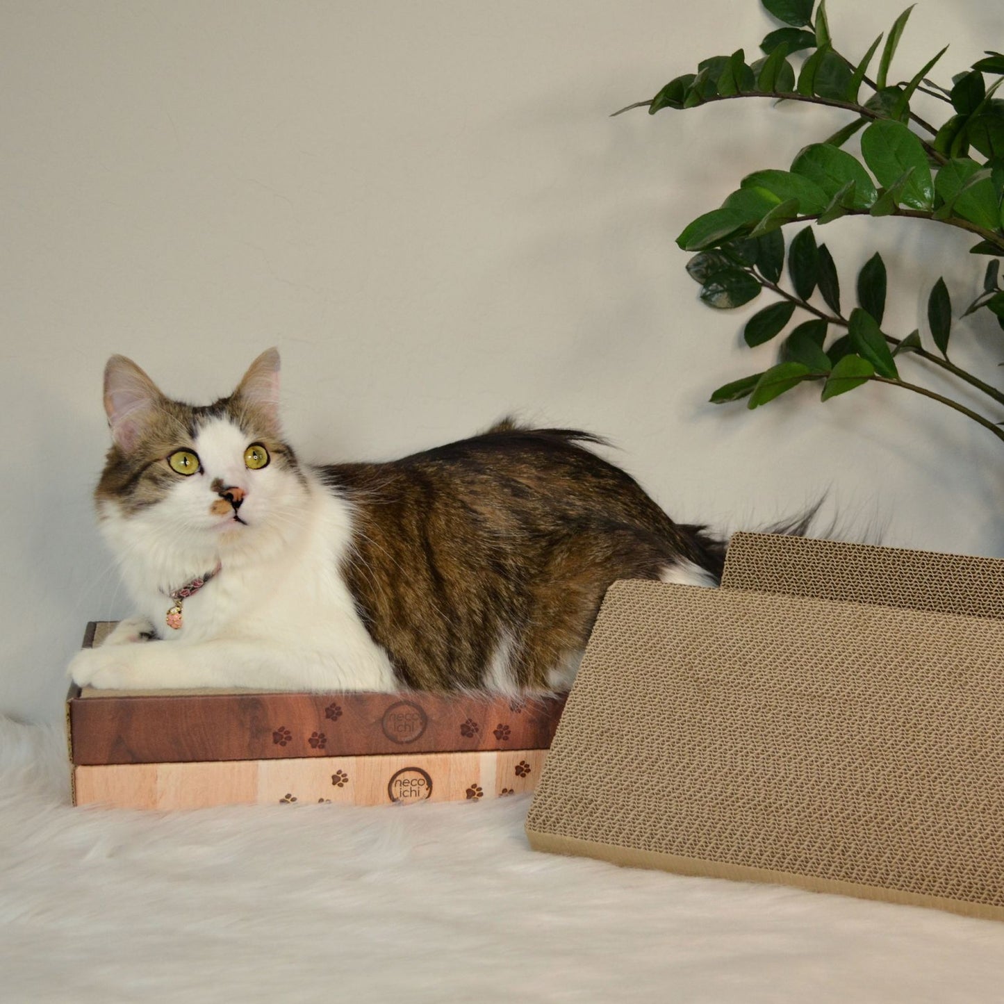 Premium High-density Cat Scratcher Replacement Pad (2 Pack)