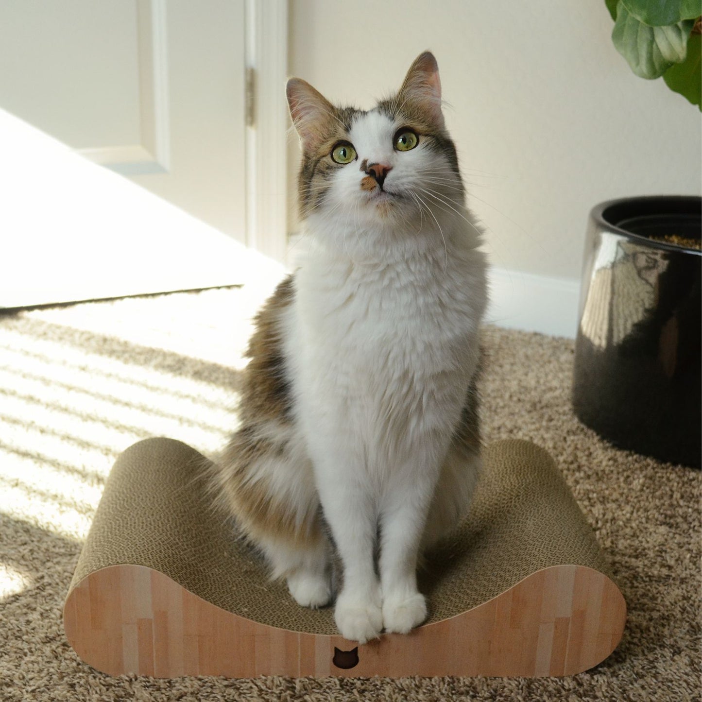 Premium Comfort Curved Cat Lounger (Oak)
