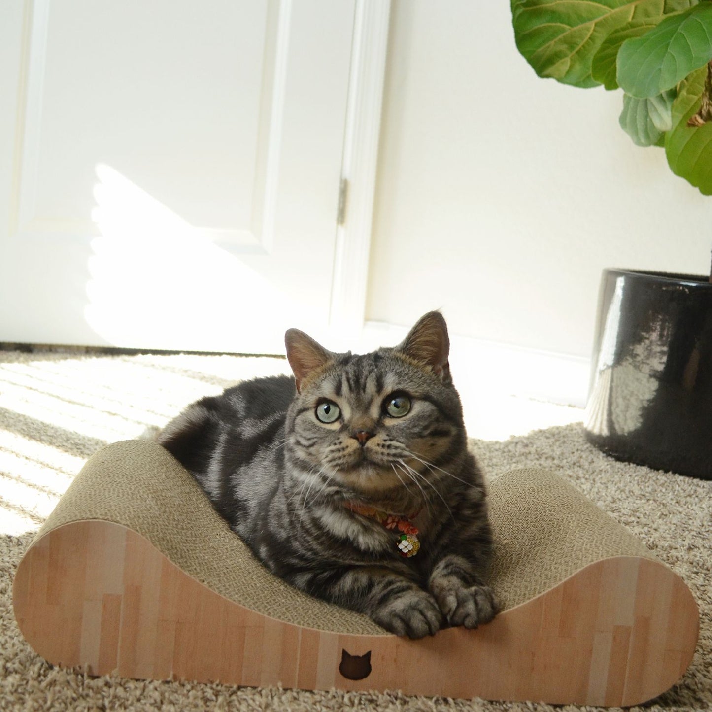 Premium Comfort Curved Cat Lounger (Oak)