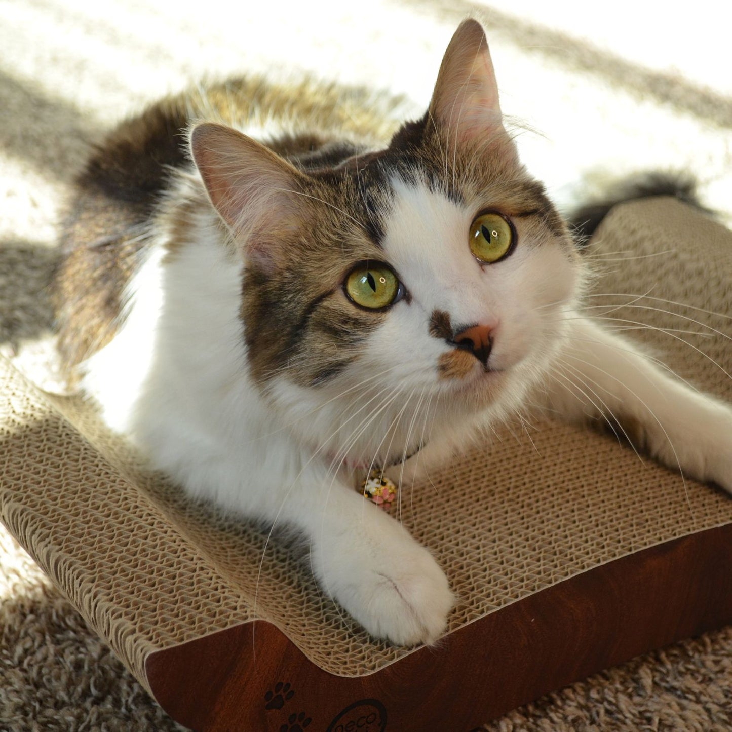 Premium Comfort Reversible Cat Bed (Dark Cherry)