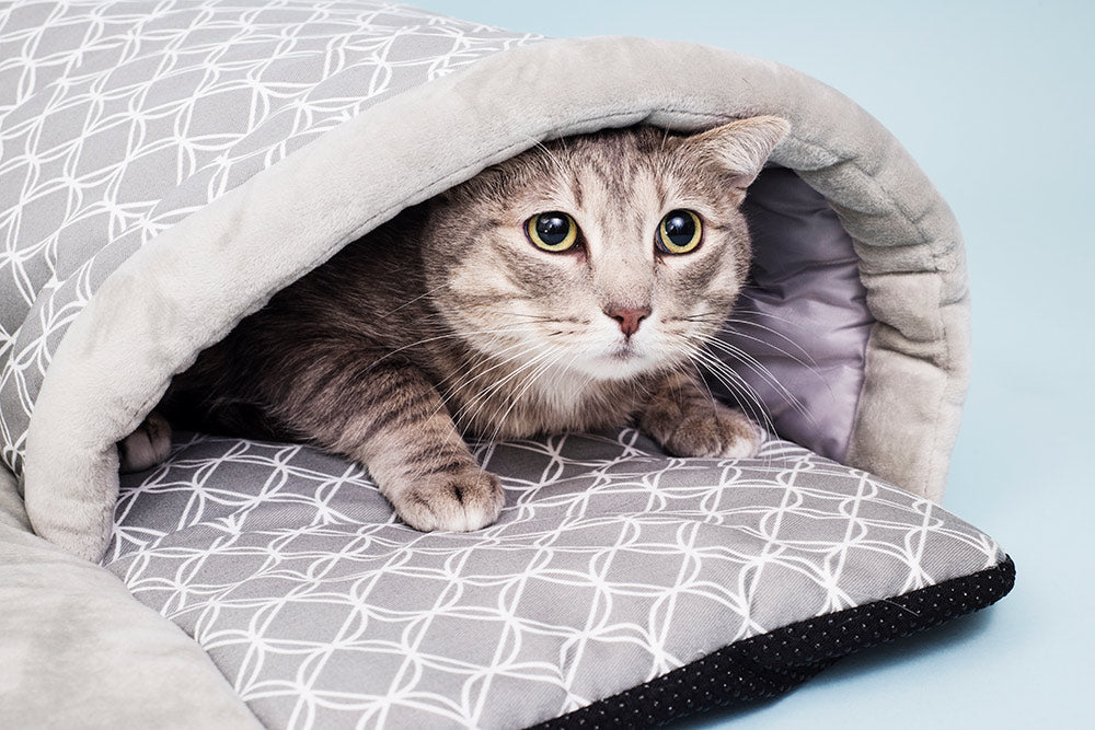 Hide and Seek Sleep & Play Mat