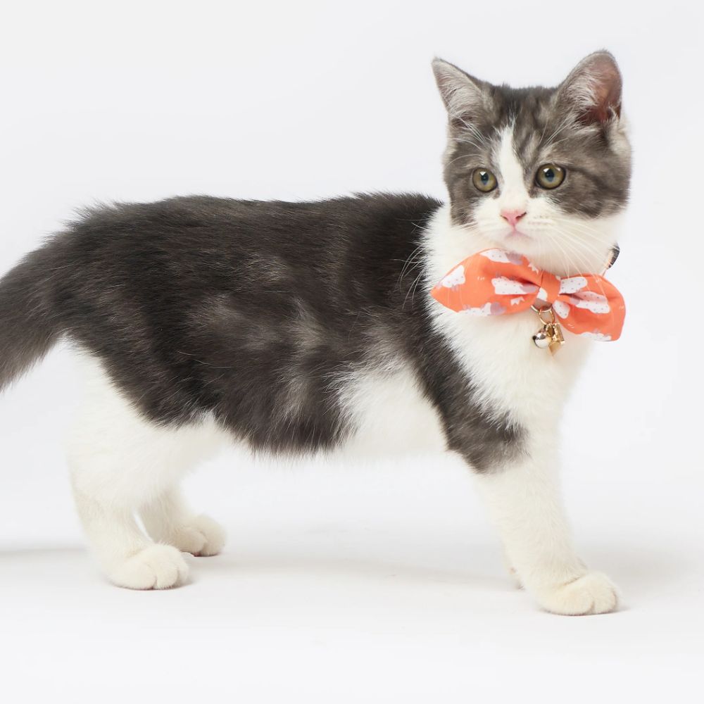 Touchcat  Shepherd Patterned Designer Cat Collar - Sunkist Orange