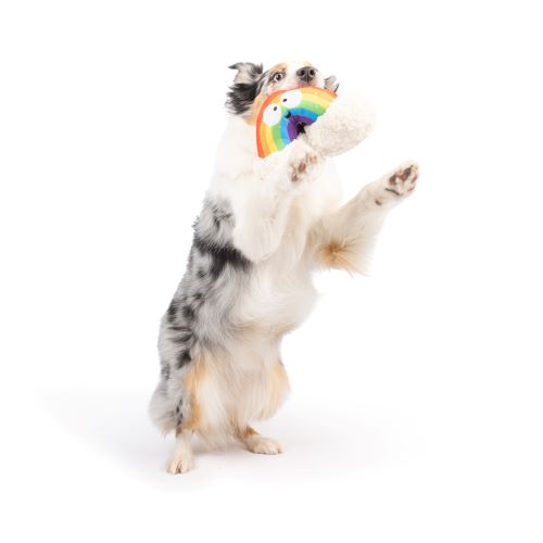 Happy Rainbow Dog Toy