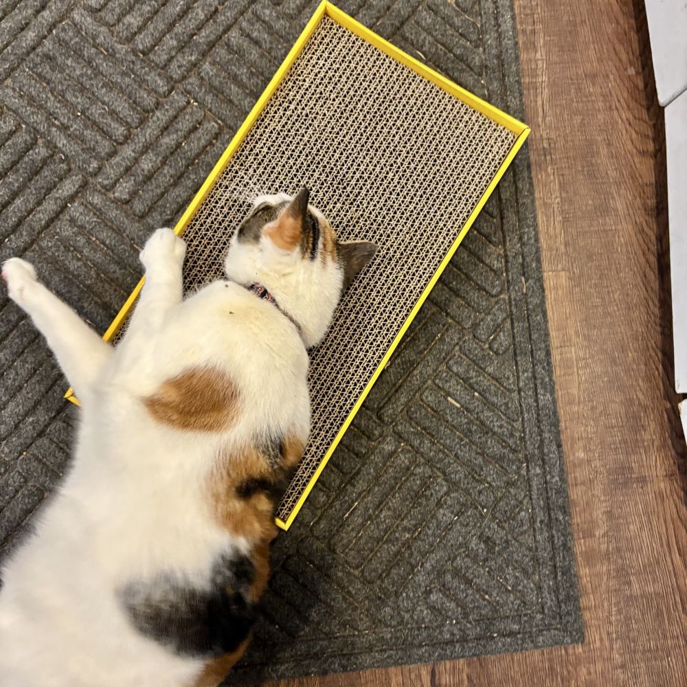 Turbo by Coastal Rectangle Cat Scratcher