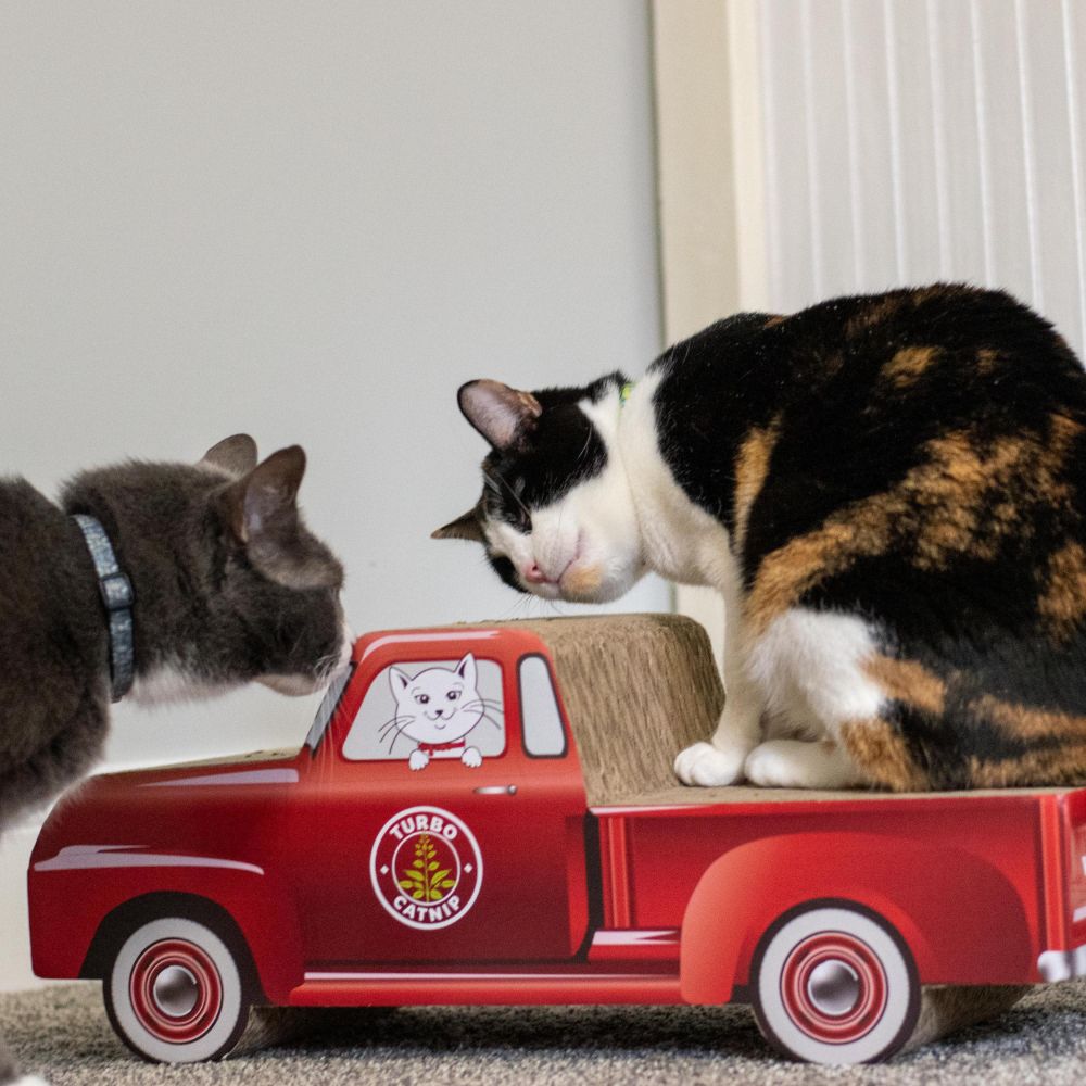 Turbo by Coastal Truck Cat Scratcher