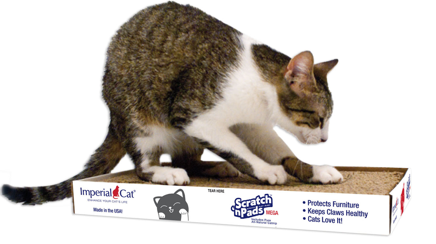 Mega Scratch 'n Pad 6 Pack Display Case