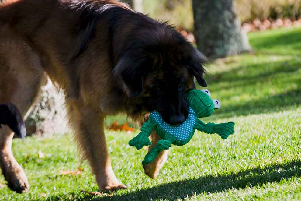 Fergie Frog Knottie Plush Dog Toy