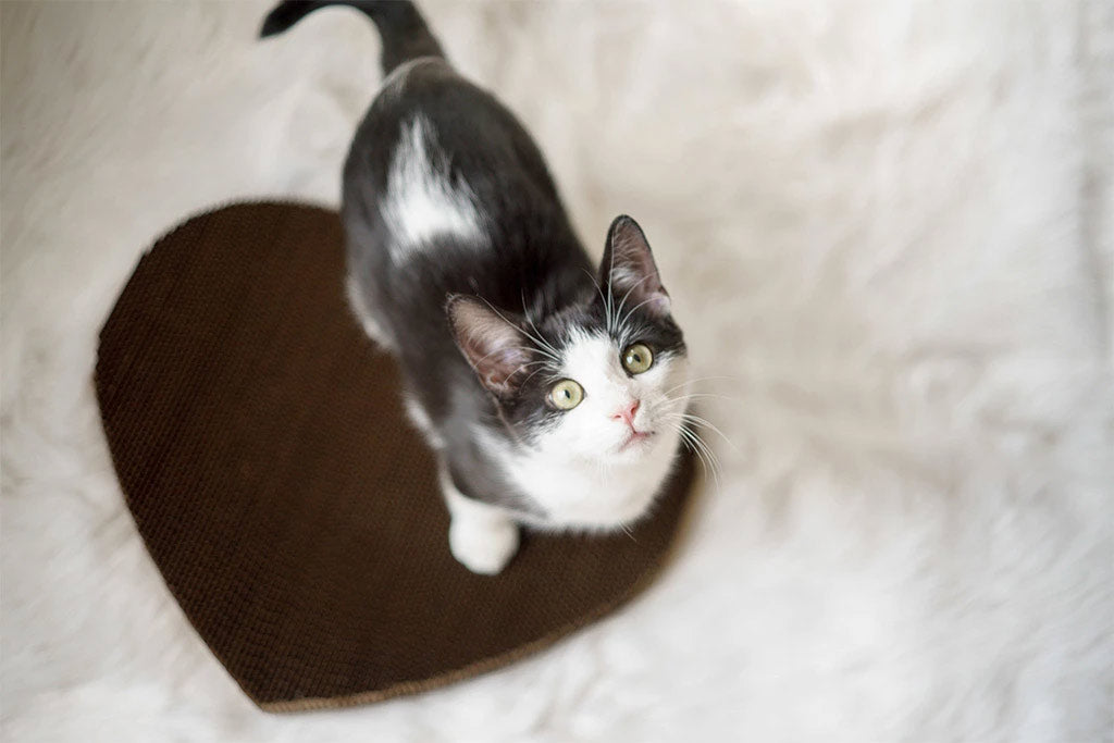 Cat Scratching Pad: Heart Shape