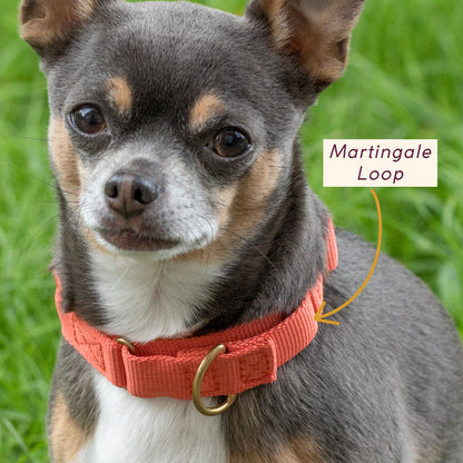 FURever Marty Collar