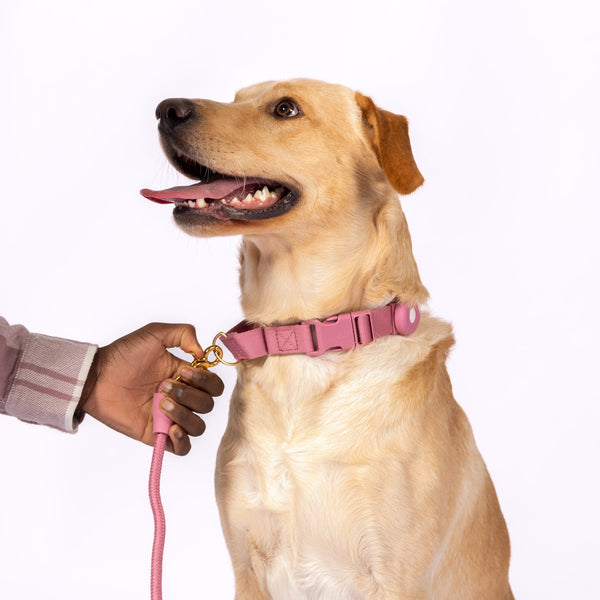 FURever Marty Collar